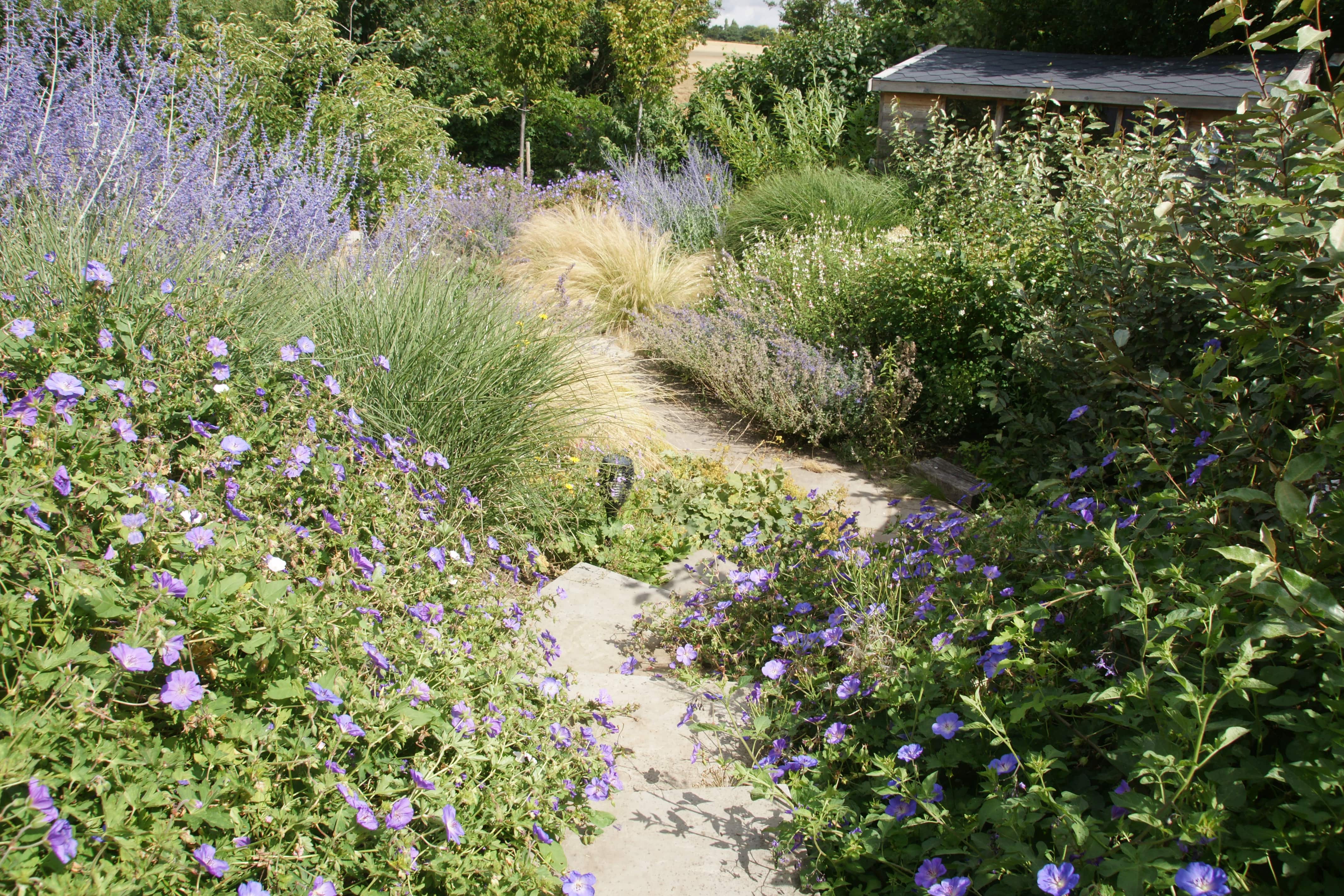 Perennial grass planting